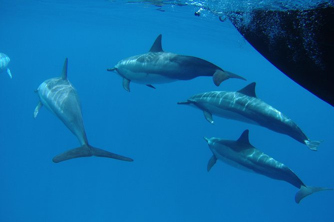 Kauai's South Side Whale and Dolphin Zodiac Boat Adventure - What to wear and bring