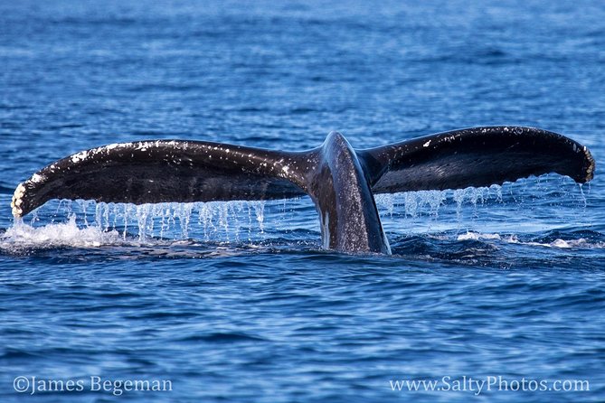 Kauai's South Side Whale and Dolphin Zodiac Boat Adventure - Is $158.43 a fair price?