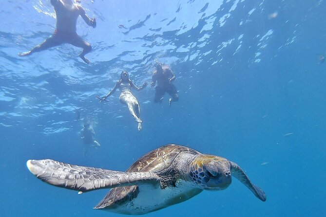 Kayak Safari with Dolphin and Turtle Watching in Guaza - Key points at a glance