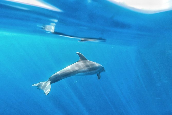 Kayak Safari with Dolphin and Turtle Watching in Guaza - Palmar Cave and the snorkeling stop