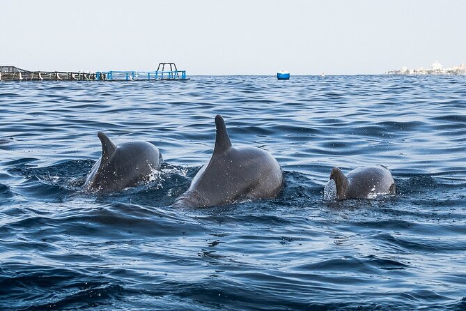 Kayak Safari with Dolphin and Turtle Watching in Guaza - Watching for dolphins, turtles, and seabirds