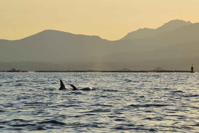Kayak tour with aperitif and dolphins - What the three-hour schedule feels like