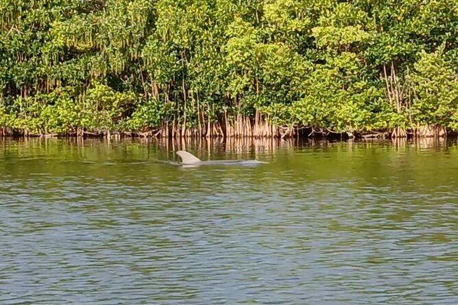 Kayak Tours and Rentals. Dolphins, Manatees, and Bioluminescence! - A two-hour outing with a manageable group size