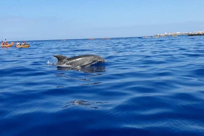 Kayak with Dolphin & Turtle Watching Private Tour - Snorkeling at the sea stop