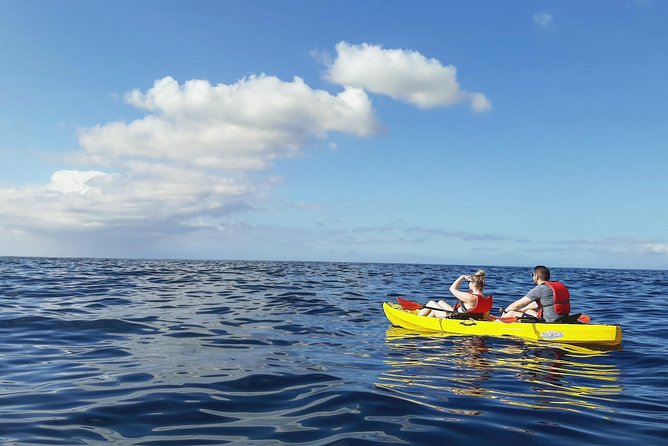 Kayak with Dolphin & Turtle Watching Private Tour - Private format and group safety