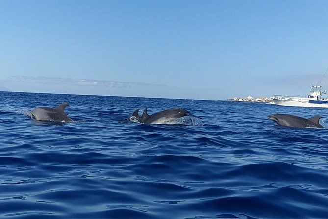 Kayak with Dolphin & Turtle Watching Private Tour - Guides who shape the experience