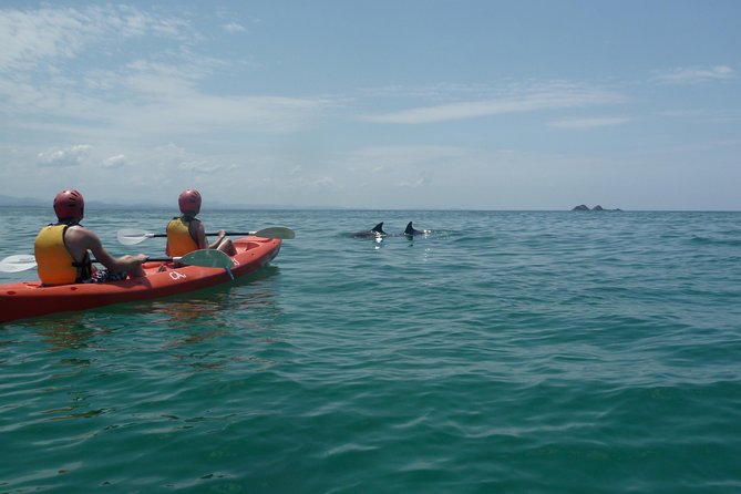 Kayaking with Dolphins in Byron Bay Guided Tour - Launching from central Byron Bay