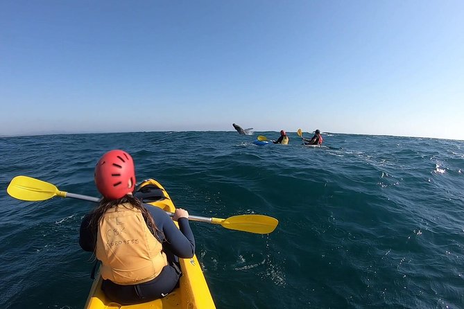 Kayaking with Dolphins in Byron Bay Guided Tour - Who should book this kayak tour?