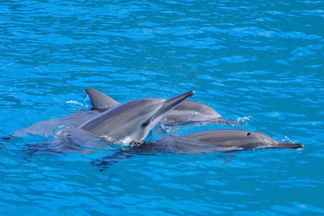 Kealakekua Bay Snorkel & Dolphin Safari In Kona Big Island (4hrs) - What makes this Kona boat trip worth considering