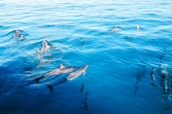 Kealakekua Bay Snorkel & Dolphin Safari In Kona Big Island (4hrs) - The crew can shape the whole experience