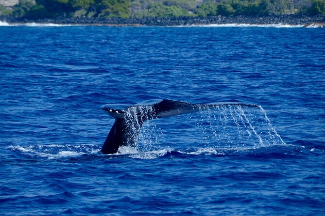 Kealakekua Bay Snorkel & Dolphin Safari In Kona Big Island (4hrs) - Four hours, three days a week, and strict timing