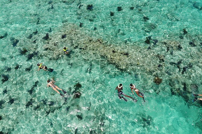 Key West Dolphin and Snorkel Experience - Wild dolphins near Key West