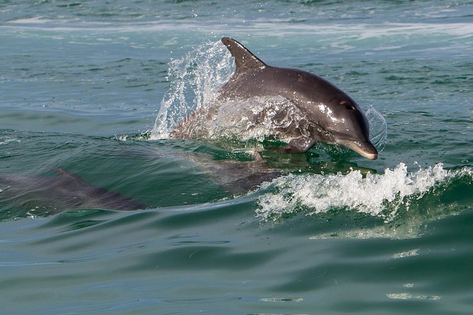 Key West Dolphin and Snorkel Experience - South Beach and the Key West sunset