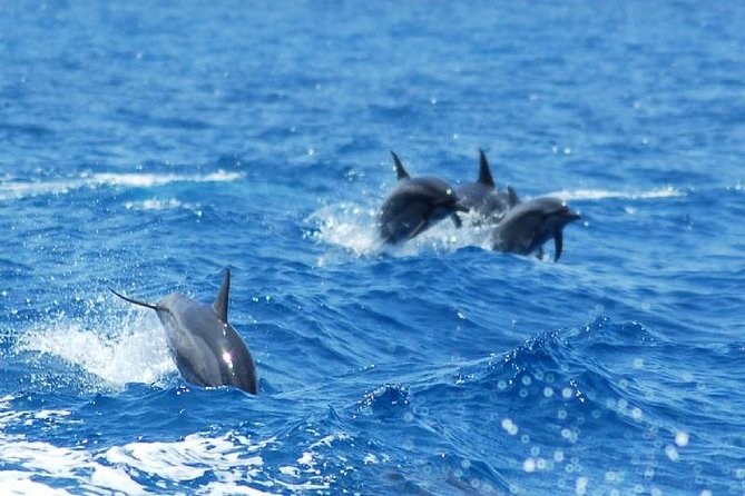 Key West Dolphin and Snorkel Experience - The crew makes the difference