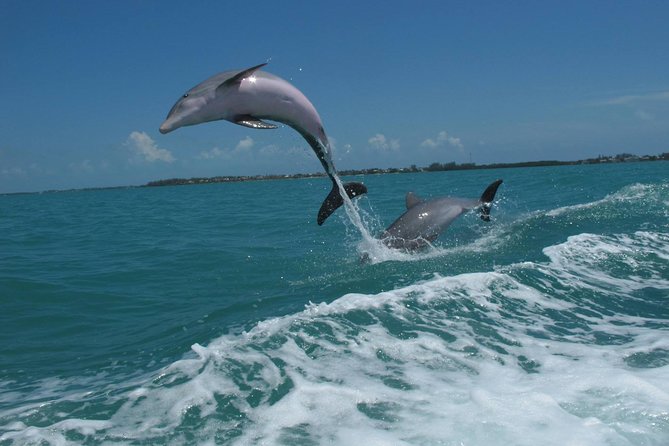 Key West Dolphin and Snorkel Experience - Who will enjoy this trip most
