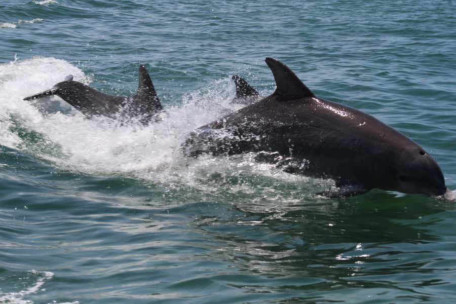 Key West: Dolphin & Reef Snorkel Trip with Sunset Option - Drinks, shade, and comfort aboard the boat