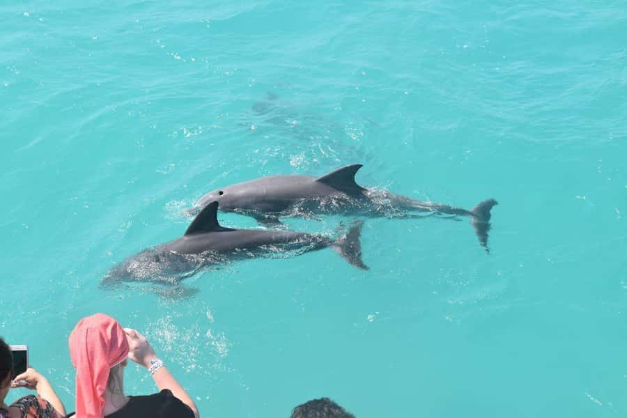 Key West: Dolphin & Reef Snorkel Trip with Sunset Option - Who will enjoy this Key West outing