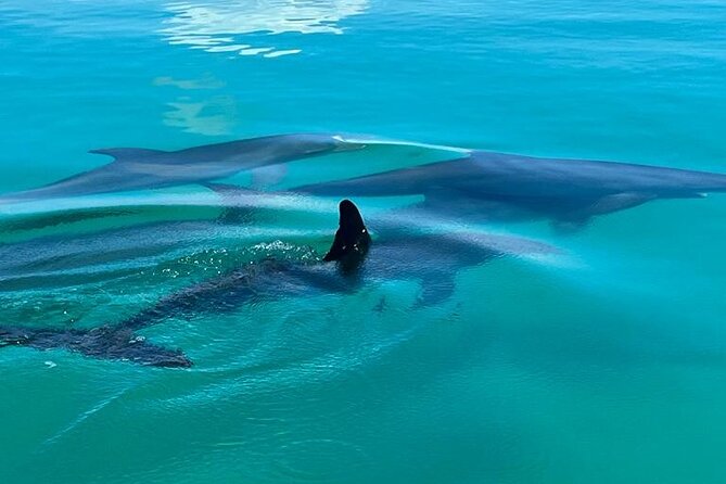 Key West Dolphin & Snorkeling Tour - Small Group - A small boat from Stock Island Marina Village