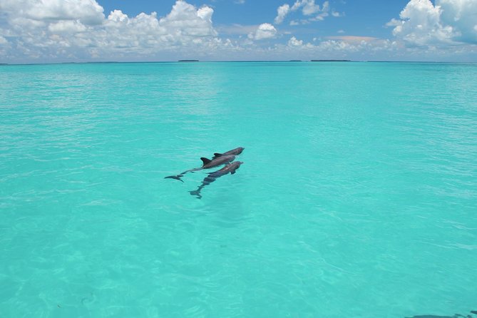 Key West Dolphin Watch and Snorkel Tour - Eco Adventure - Dolphins first, with the Gulf as your backdrop