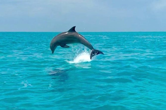 Key West Dolphin Watch and Snorkel Tour - Eco Adventure - Is $79.95 a fair price?