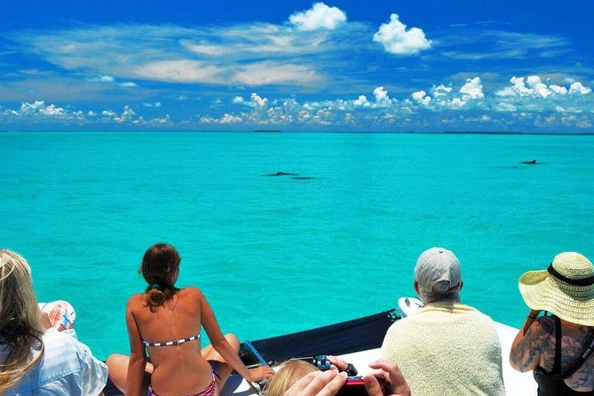 Key West Dolphin Watch and Snorkel Tour - Eco Adventure - Smart ways to prepare