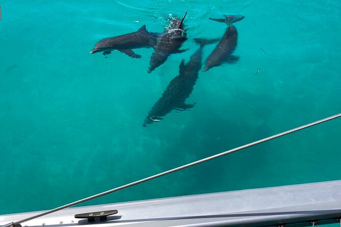 Key West Dolphin Watch and Sunset Sail on Catamaran - The dolphin search on Key West water