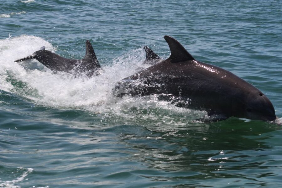 Key West: Dolphin Watching and Snorkeling Sunset Cruise - A crew that takes safety seriously