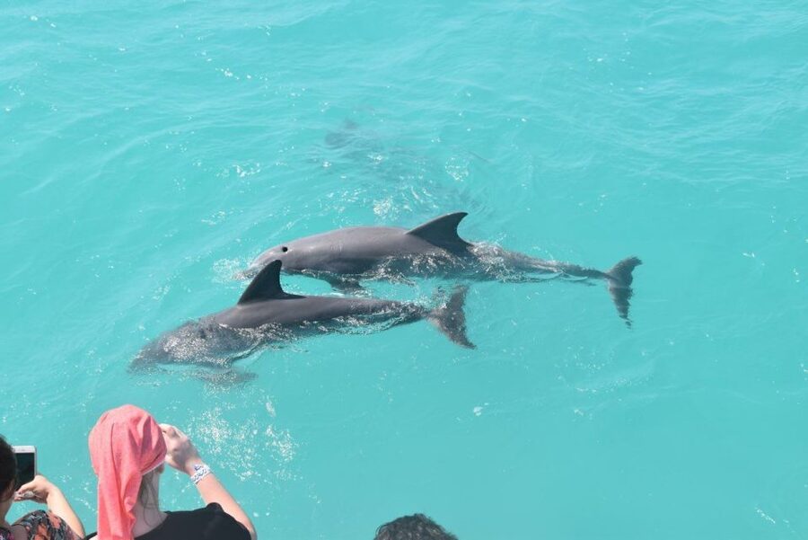 Key West: Dolphin Watching and Snorkeling Sunset Cruise - What dolphin watching is really like
