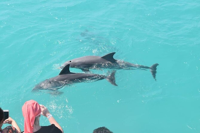 Key West: Dolphin Watching cruise & Snorkeling unlimited beer & soda - Dolphins first, then the reefs