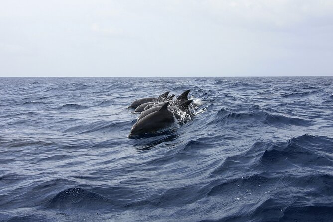 Key West: Dolphin Watching cruise & Snorkeling unlimited beer & soda - The Key West Historic Seaport departure