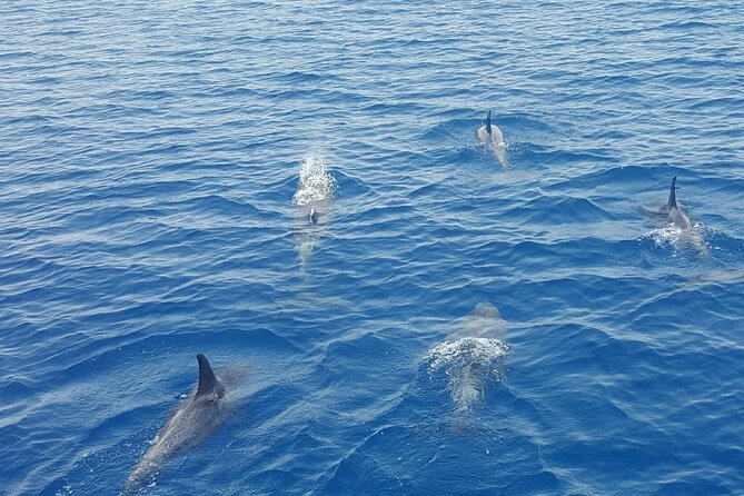 Key West's Favorite Afternoon Dolphin Sail - Why the boat ride matters as much as the dolphins