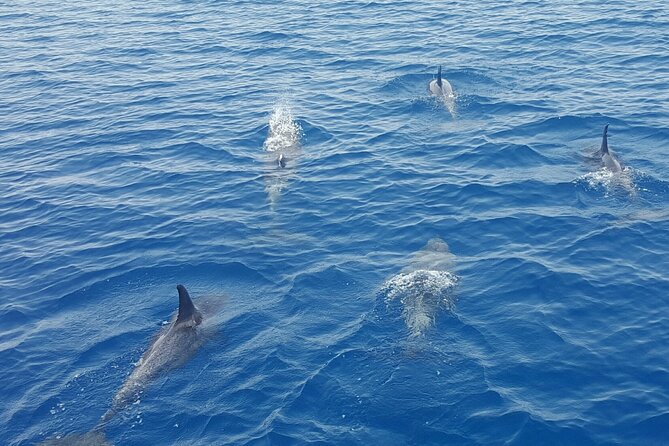 Key West Sunset Sail: Dolphin Watching, Wine, and Tapas - What the $89 price includes