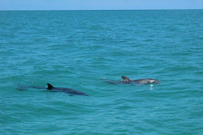 Key West Tours from Miami: Dolphin Discovery, Snorkeling & More ! - Key West gives you a short taste of island life