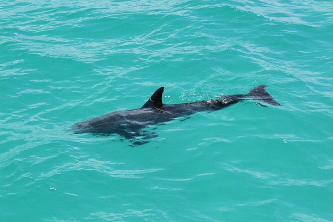 Key West Tours from Miami: Dolphin Discovery, Snorkeling & More ! - Guide service and the ride home
