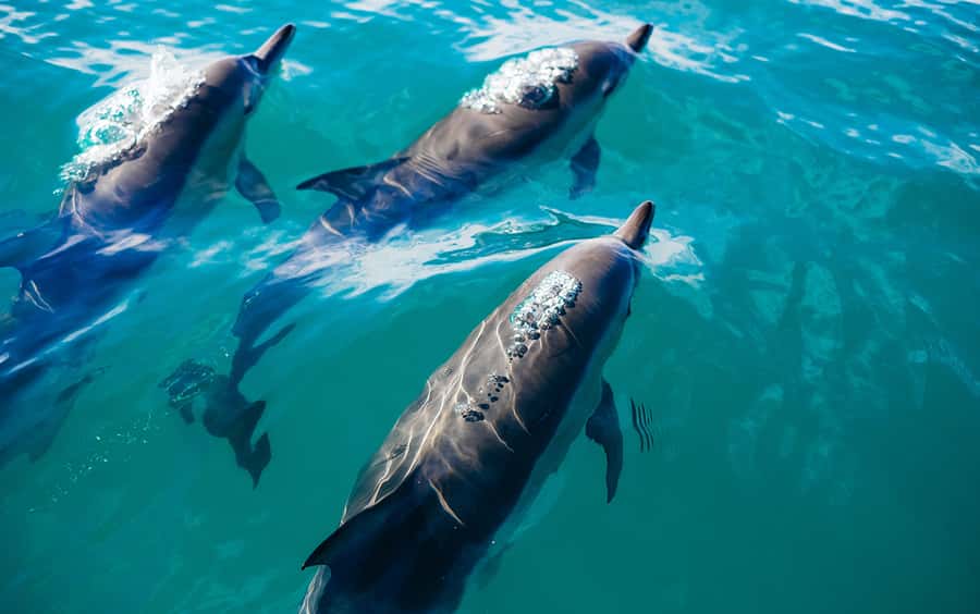 Khasab: Dolphin Watching Day Tour with Snorkeling & Lunch - Key points to know before booking