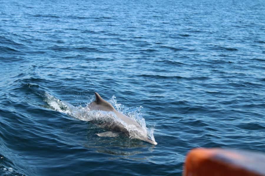 Khasab: Half-Day Dhow Cruise, Dolphin Watching, & Snorkeling - Cruising Through Musandam’s Steep Fjords