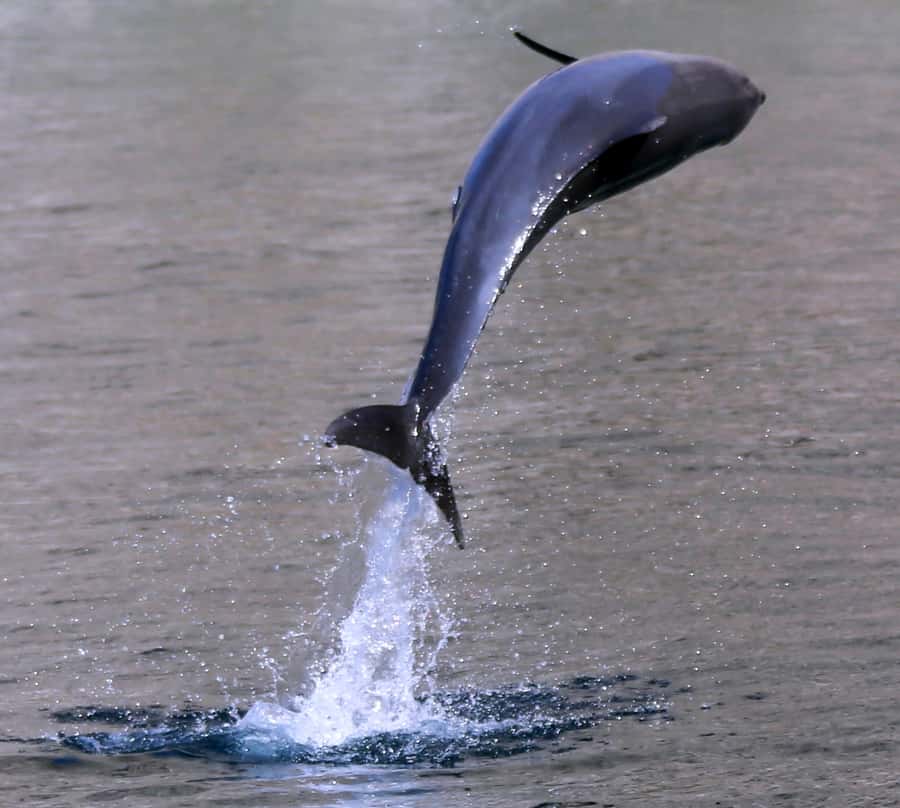 Khasab: Half-Day Dhow Cruise with Dolphin Watching - What the longer boat section feels like