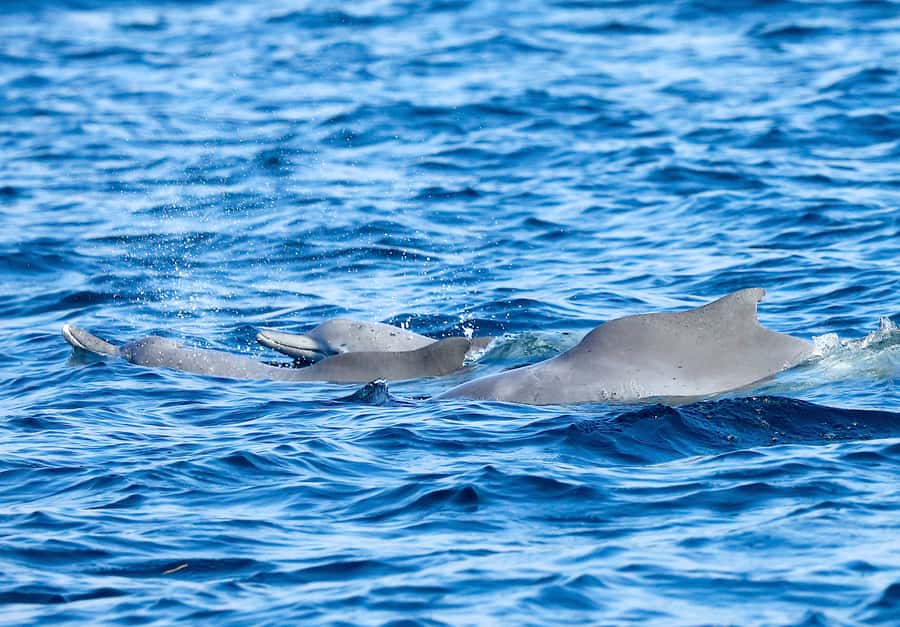 Khasab: Half-Day Dhow Cruise with Dolphin Watching - Pickup from Khasab Airport or the cruise terminal