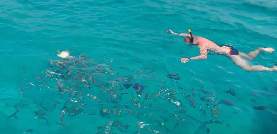 Khasab Musandam |Telegraph Island |Dhow Cruise | Dolphins - Key points to know before booking