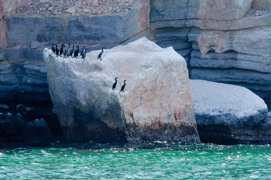 Khasab Musandam |Telegraph Island |Dhow Cruise | Dolphins - Who will enjoy this cruise most