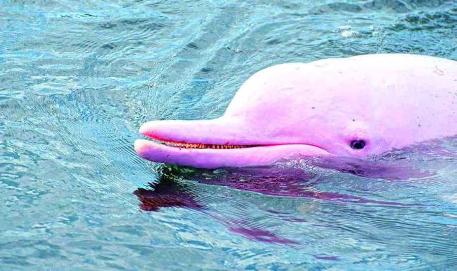 Koh Samui: Pink Dolphin, Pig Island, and Snorkeling Day Trip - Who should book this $83 experience?