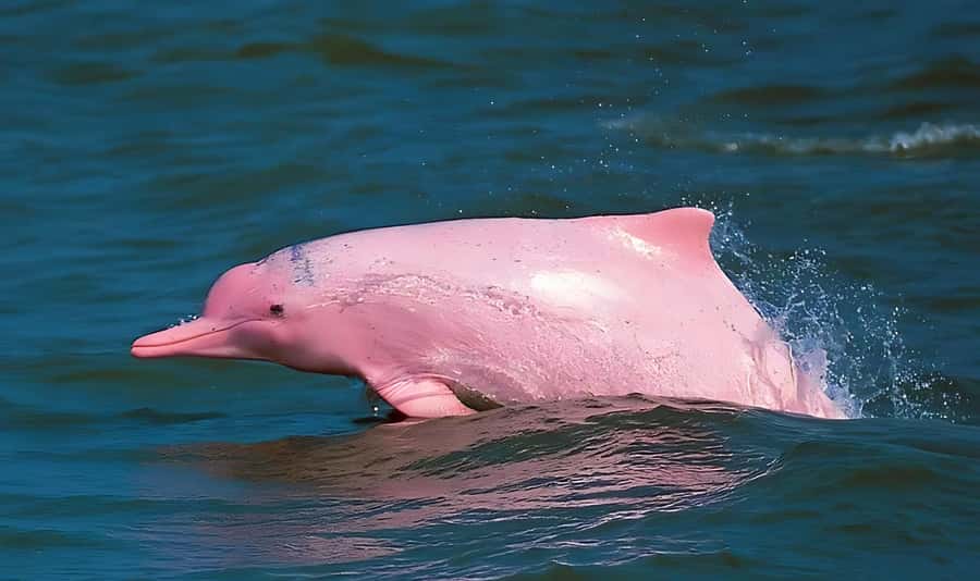 Koh Samui: Pink Dolphin, Pig Island, and Snorkeling Day Trip - Searching for pink dolphins near Khanom