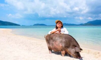 Koh Samui: Pink Dolphin, Pig Island, and Snorkeling Day Trip