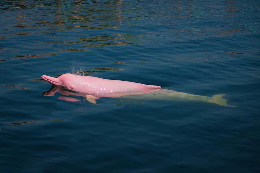 Koh Samui: Pink Dolphin, Pig Island, and Snorkeling Day Trip - Lunch and swimming at Khanom Beach