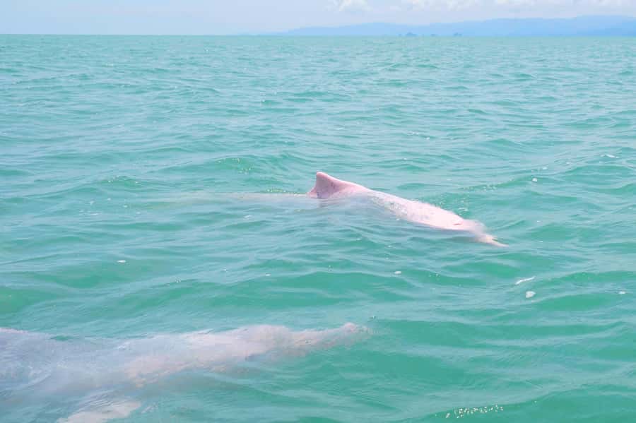 Koh Samui: Pink Dolphin, Pig Island, and Snorkeling Day Trip - Pig Island is the reliable highlight