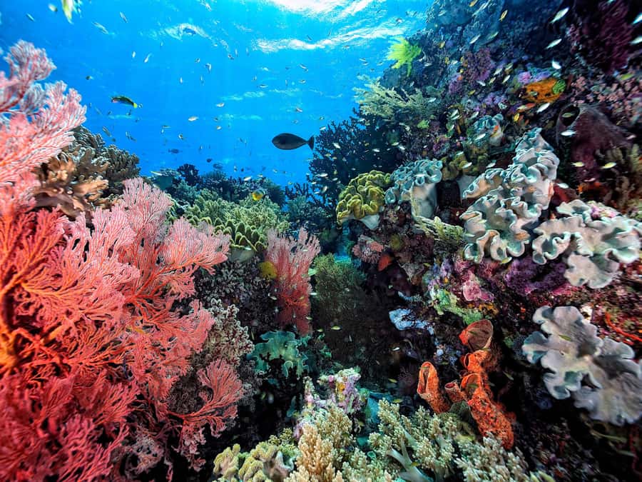 Koh Samui: Pink Dolphin, Pig Island, and Snorkeling Day Trip - The guide makes a practical difference