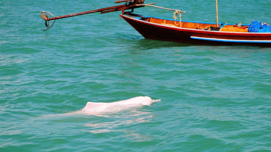 Koh Samui Pink Dolphin Sightseeing and Snorkelling Tour - Pink dolphins are the headline, but nature sets the rules