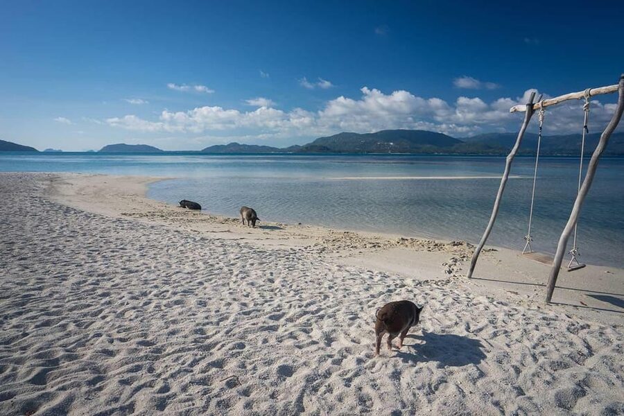 Koh Samui Pink Dolphin Sightseeing and Snorkelling Tour - The 08:00 pickup requires a little patience