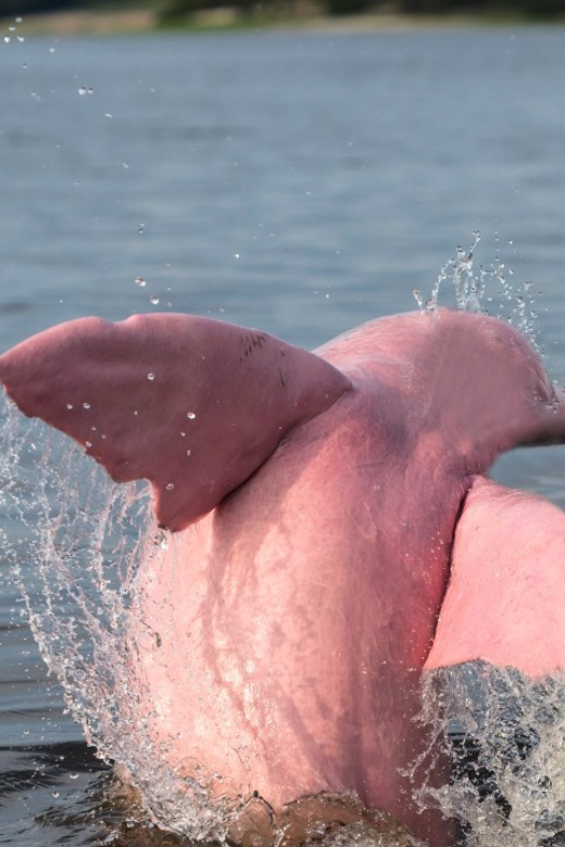 Koh Samui Pink Dolphin Sightseeing and Snorkelling Tour - What $78 buys, and where the value weakens