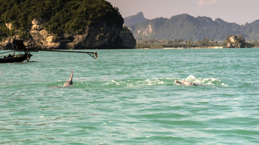 Koh Samui Pink Dolphin Sightseeing and Snorkelling Tour - Who will enjoy this tour most